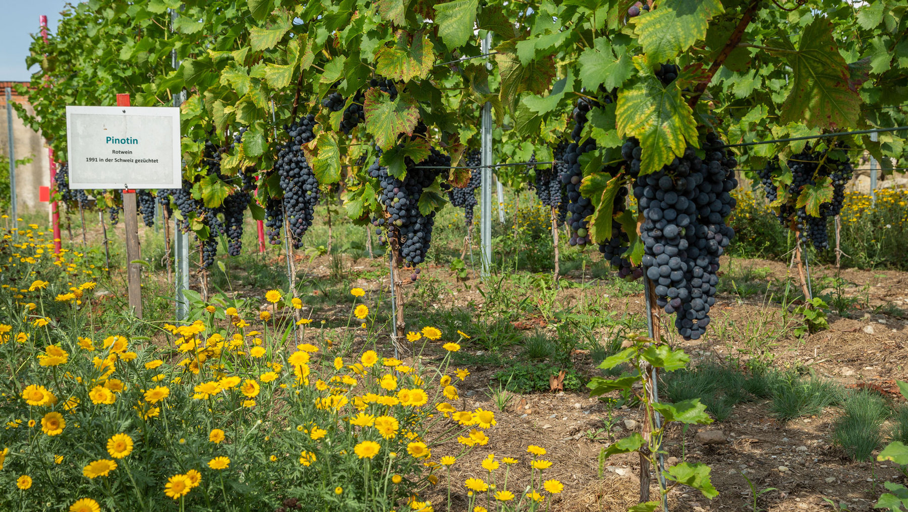Rebenfeld mit der Sorte Pinotin, einer Rotweinsorte, die 1991 in der Schweiz gezüchtet wurde. Reben mit dunklen Trauben hängen an Ranken, umgeben von gelben Blüten am Boden.