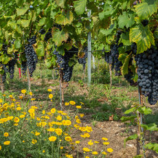 Rebenfeld mit der Sorte Pinotin, einer Rotweinsorte, die 1991 in der Schweiz gezüchtet wurde. Reben mit dunklen Trauben hängen an Ranken, umgeben von gelben Blüten am Boden.