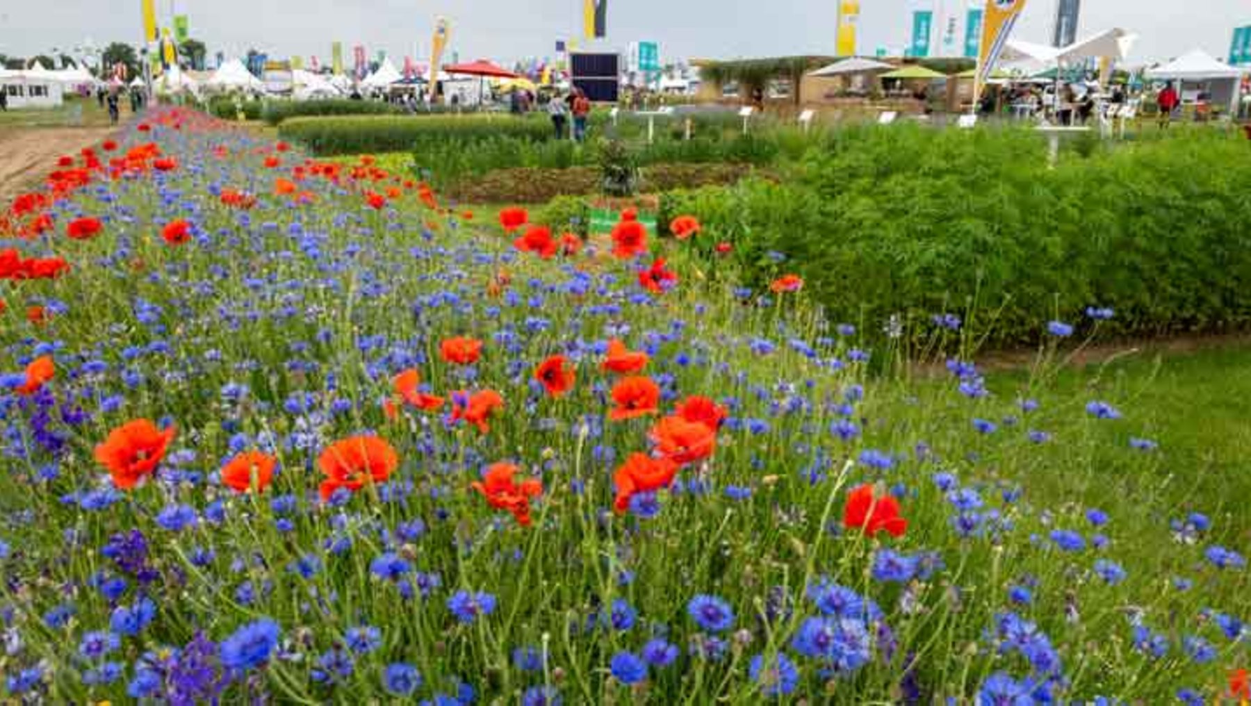 Bunte Blumenwiese mit vielen roten Klatschmohnblumen und blauen Kornblumen, die im Vordergrund dicht wachsen. Im Hintergrund grasbewachsene Flächen und ein Bereich mit Zelt- oder Pavillonstrukturen.