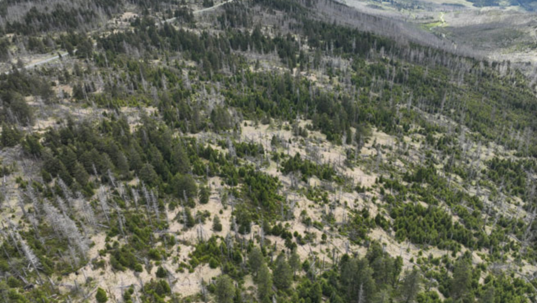 Luftaufnahme eines bewaldeten Hügels mit einer zerstörten, historischen Burgruine aus Stein mitten im Wald, umgeben von kahlen und grünen Bäumen.