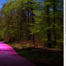 Ein Waldweg mit einem rosa markierten Pfad, der sich durch ein dichtes, grünes Waldgebiet schlängelt. Im Hintergrund sind Bäume und Sonnenlicht zu sehen.