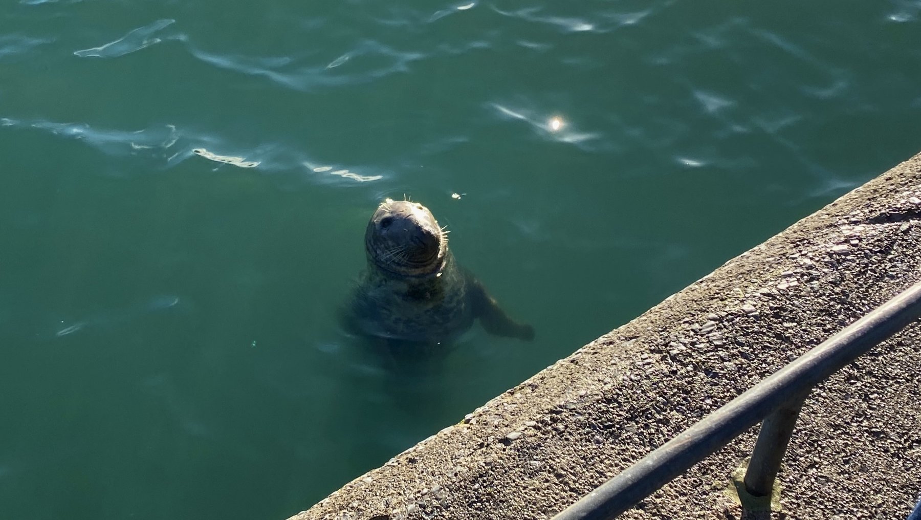 Ein Seehund schwimmt im klaren, leicht welligen Wasser nahe einer Betonstruktur mit Metallgeländer, die wie eine Mole oder Plattform aussieht. Das Tier blickt in Richtung Kamera.