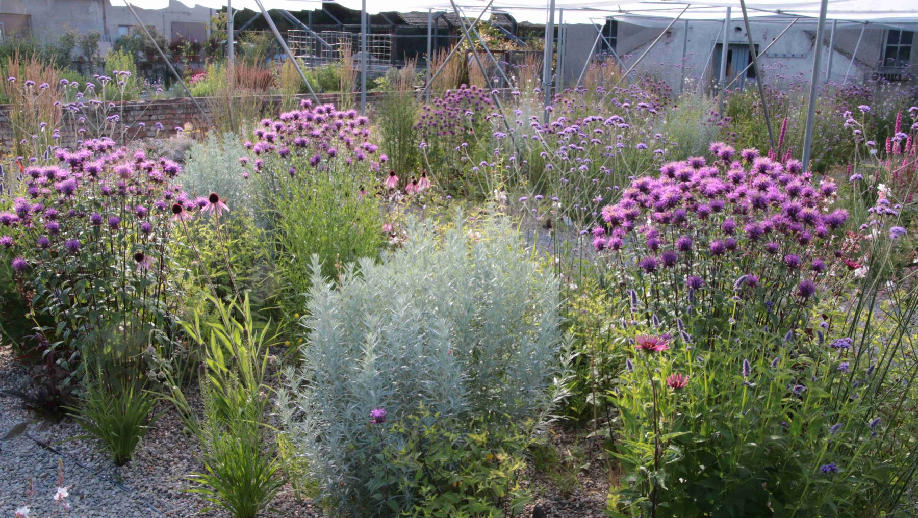 Symbolbild Staudengarten im Klimawandel zeigt lila blühende Pflanzen in einem Gewächshaus der Hochschule Anhalt