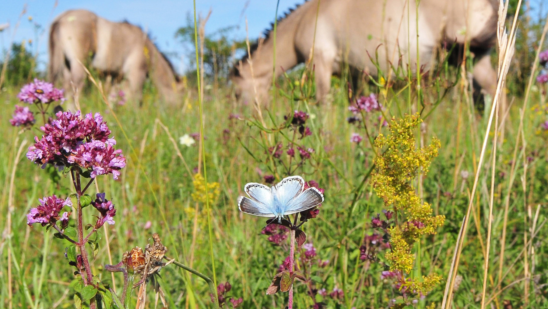 A blue butterfly is resting amidst a lush meadow filled with various purple, pink wildflowers, green grasses, and bright yellow flowering clumps. The scene reflects a serene, natural landscape.