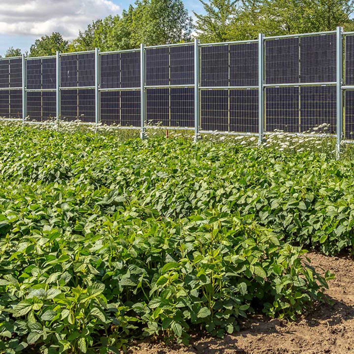 Großes Gemüsebeet mit üppigen grünen Pflanzen, dahinter eine Reihe von Solarpanelen auf einem Zaun montiert, die Energie erzeugen.