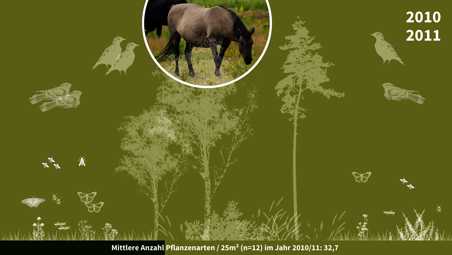 Grafik zeigt biologische Entwicklung mit Pflanzen, Insekten und Vogelarten in der Oranienbaumer Heide 2010 bis 2011