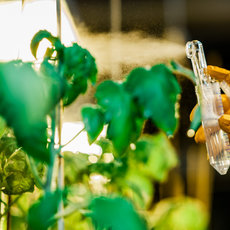 A gloved hand holds a pipette dispensing liquid onto green, leafy plants growing indoors under bright artificial light.