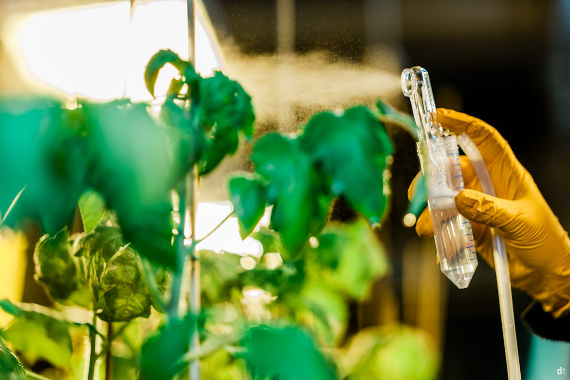 A gloved hand holds a pipette dispensing liquid onto green, leafy plants growing indoors under bright artificial light.