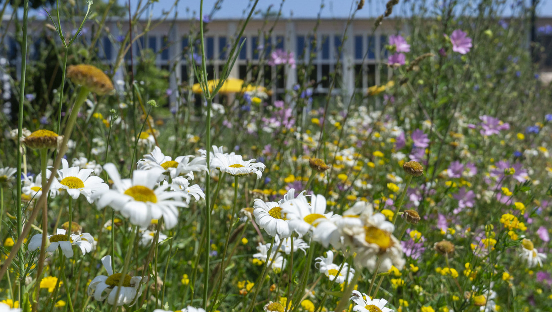 Bunte Blumenwiese mit weißen Gänseblümchen, gelben Sonnenblumen und violetten Blüten vor einem im Hintergrund sichtbaren Gebäude mit großen Fenstern.