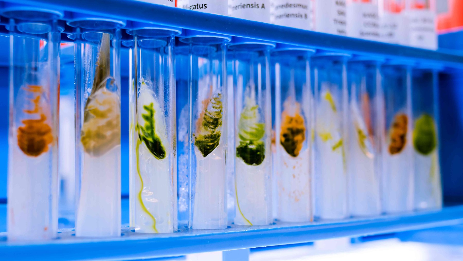 Symbolbild Algen in Wissenschaft und Wirtschaft zeigt Reagenzgläser mit verschiedenfarbigen Inhalten aus der Algenbiotechnologie der Hochschule Anhalt