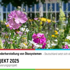 Bunte Blumenwiese mit violetten, gelben und weißen Blüten, die die UN-Dekade zur Wiederherstellung von Ökosystemen in Deutschland symbolisieren. Text betont das TOP-10-Projekt 2025 in der Kategorie Aktivierungsprojekt.