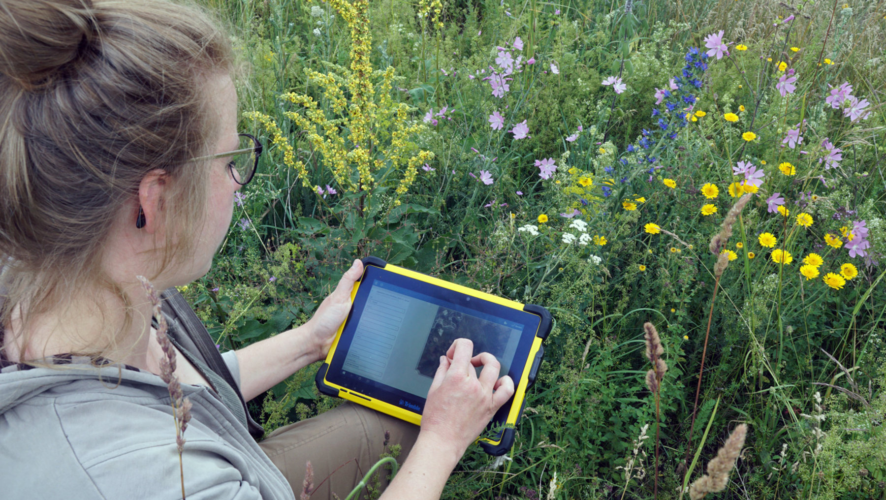 A person wearing glasses and a jacket is kneeling outdoors, observing wildflowers while using a handheld digital tablet to record or examine botanical information. Lush greenery surrounds the flowers, combining both greens and bright wildflower colors.