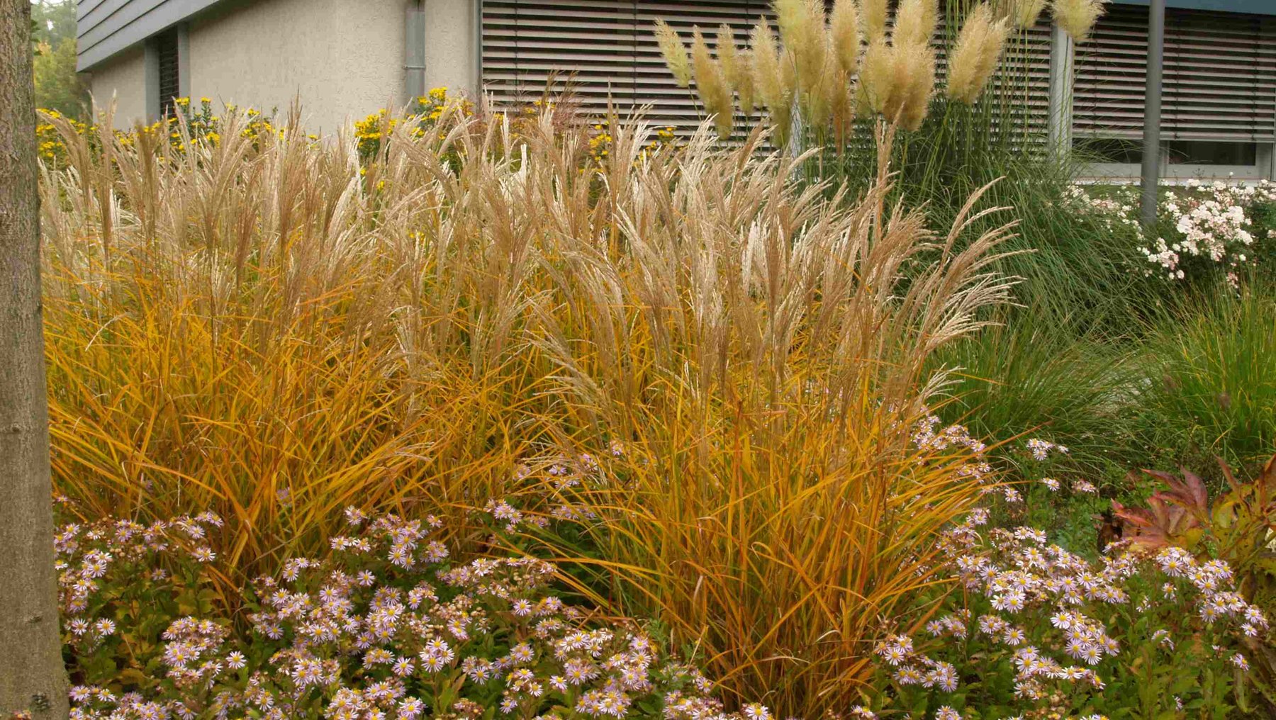 Symbolbild Staudengarten im Klimawandel zeigt bunt blühende Pflanzen und hohe Gräser vor einem Gebäude der Hochschule Anhalt