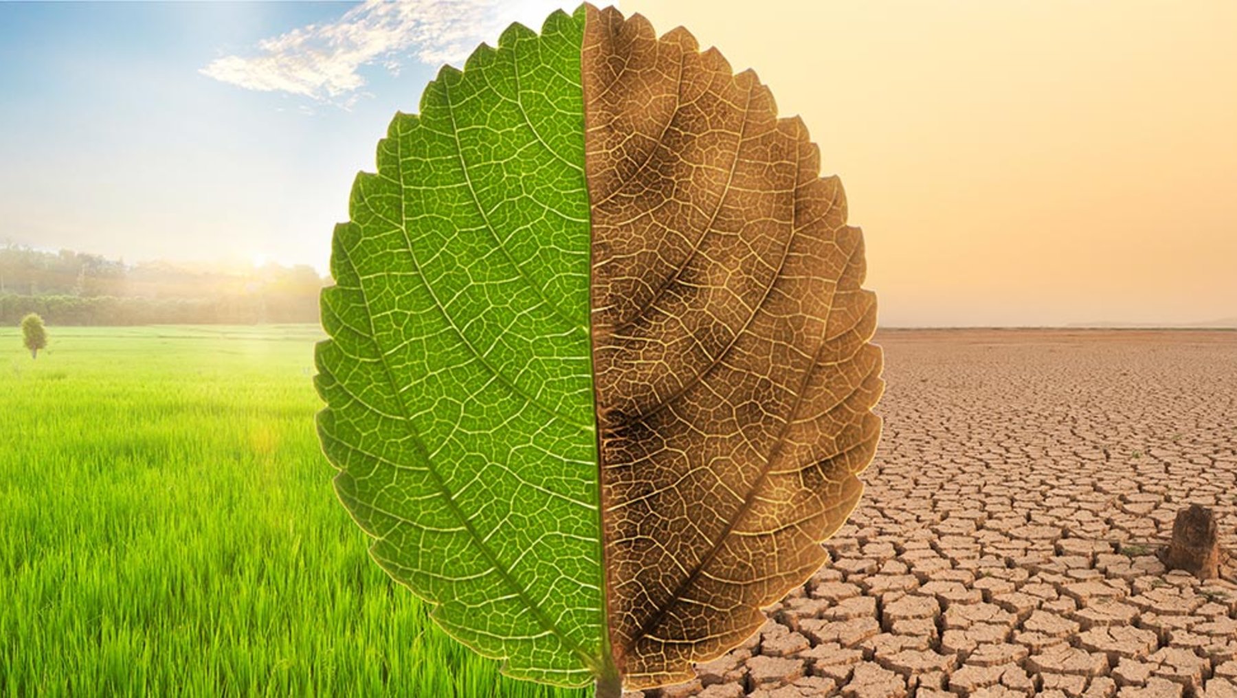Ein Blatt ist in zwei Hälften geteilt: Die linke Seite zeigt eine grüne, fruchtbare Landschaft, während die rechte Seite eine braune, verdorrte Wüste darstellt. Das Bild symbolisiert den Kontrast zwischen gesunder Umwelt und den Auswirkungen von Dürre oder Umweltzerstörung.