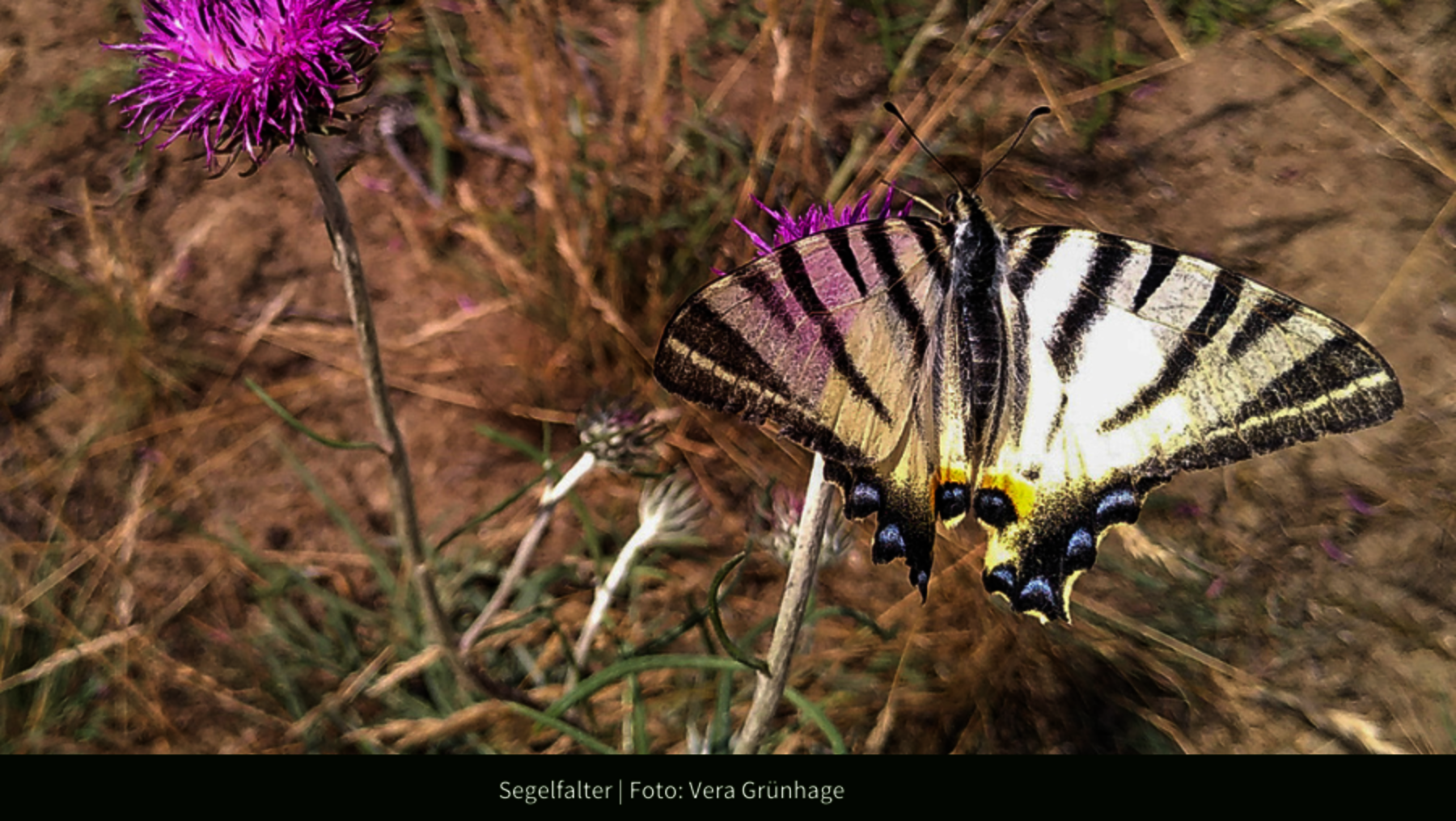 Foto zeigt Nahaufnahme von der Schmetterlingsart Segelfalter in der Oranienbaumer Heide