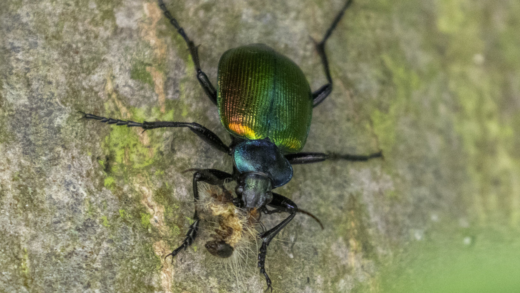 Grüner Käfer mit metallischem Glanz auf moosbewachsenem Baumstamm, sechs lange Beine, Fühler und markante Flügeldecken mit gelbem Fleck.
