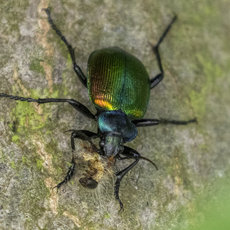 Grüner Käfer mit metallischem Glanz auf moosbewachsenem Baumstamm, sechs lange Beine, Fühler und markante Flügeldecken mit gelbem Fleck.