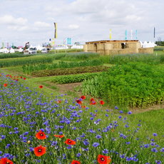 Bunte Blumenwiese mit vielen roten Klatschmohnblüten und blauen Kornblumen vor grünen Feldern und einem kleinen Gebäude im Hintergrund.
