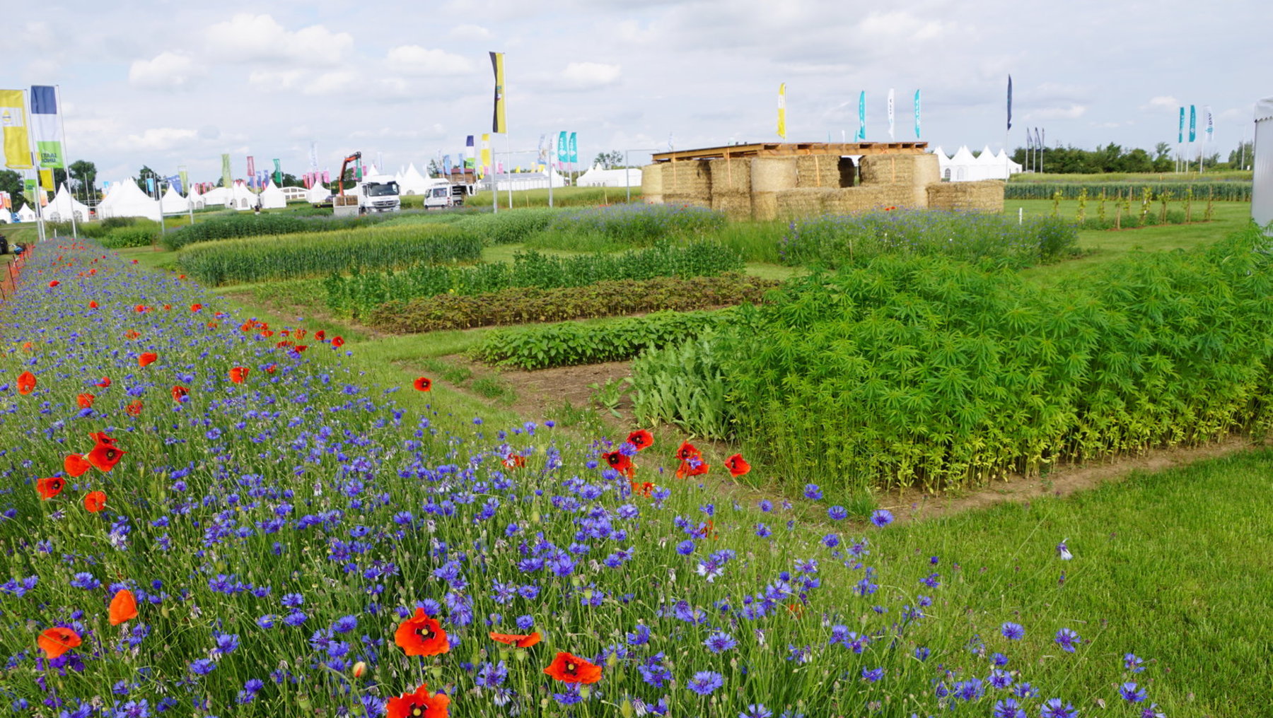 Bunte Blumenwiese mit vielen roten Klatschmohnblüten und blauen Kornblumen vor grünen Feldern und einem kleinen Gebäude im Hintergrund.
