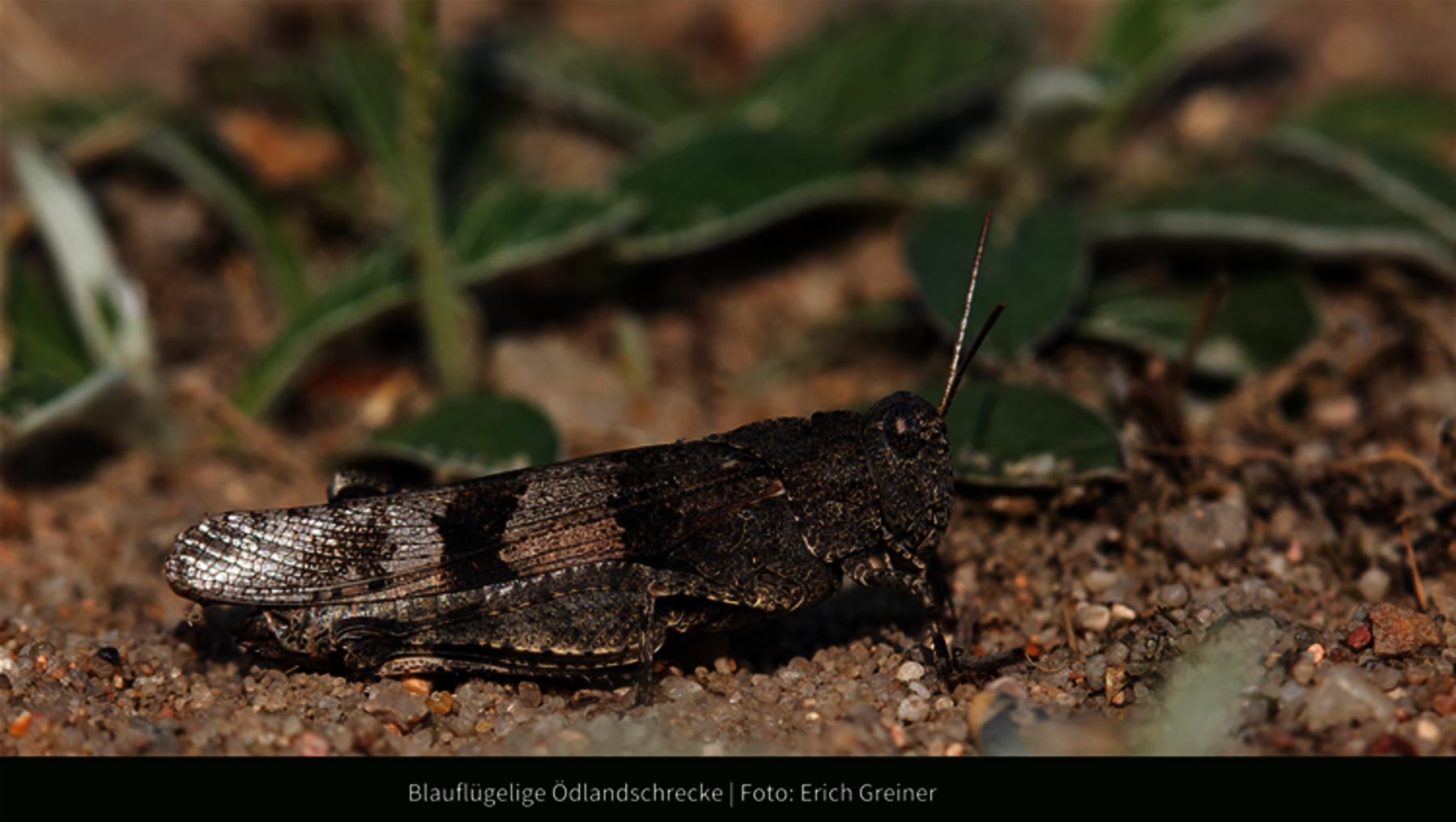 Foto zeigt Nahaufnahme von der Blauflügeligen Ödlandschrecke in der Oranienbaumer Heide
