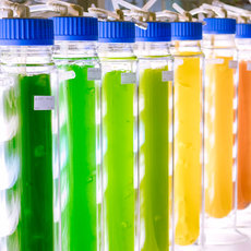피언 rosternes samling showcase diverse colorful liquid samples in shades of green, yellow, orange, and red, arranged in a row of clear containers with blue caps, possibly representing different experiments or chemical solutions.