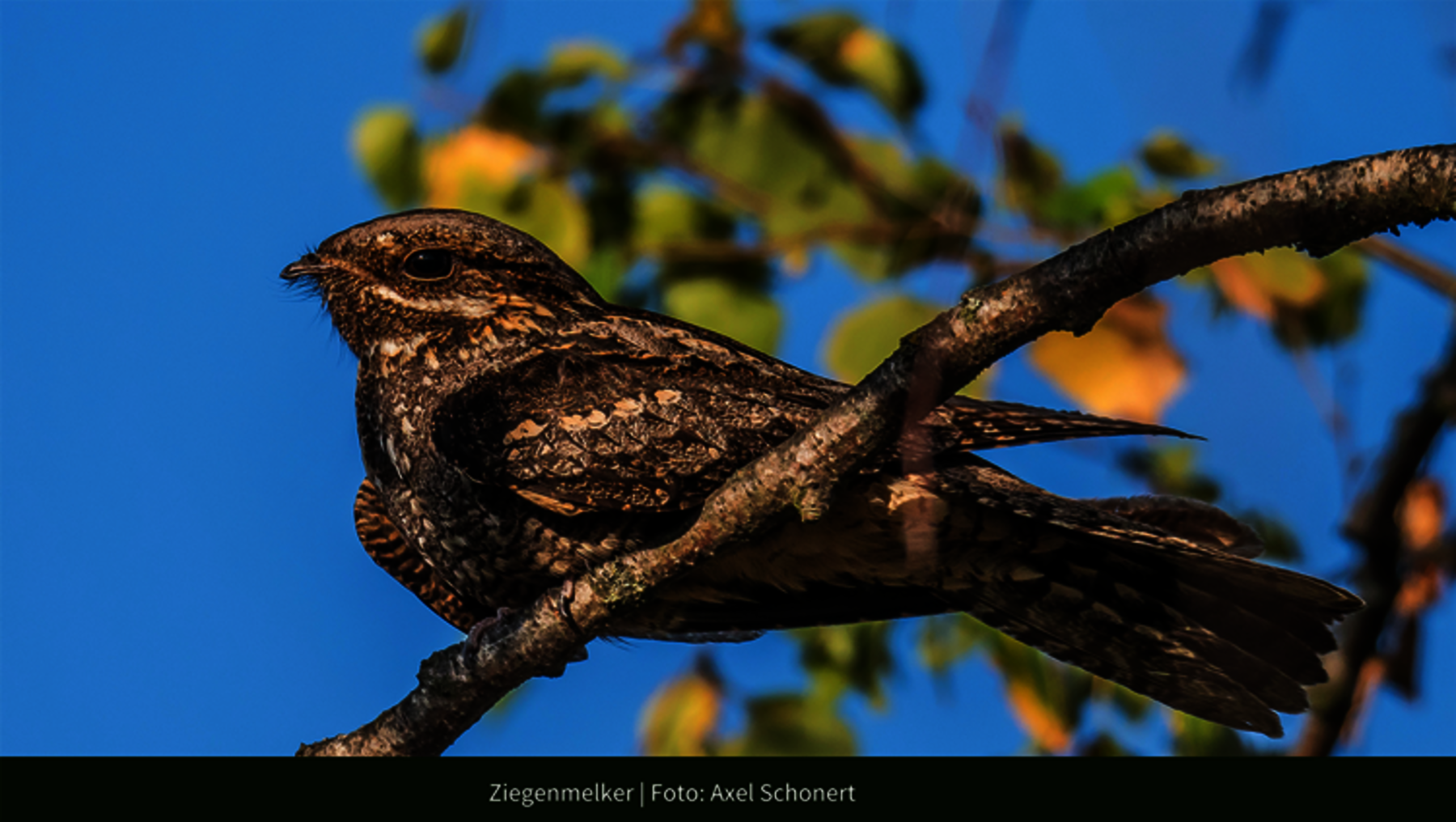 Foto zeigt Nahaufnahme von der Vogelart Ziegenmelker in der Oranienbaumer Heide
