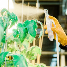 invivo Versuche zur Testung pflanzl. Extrakte