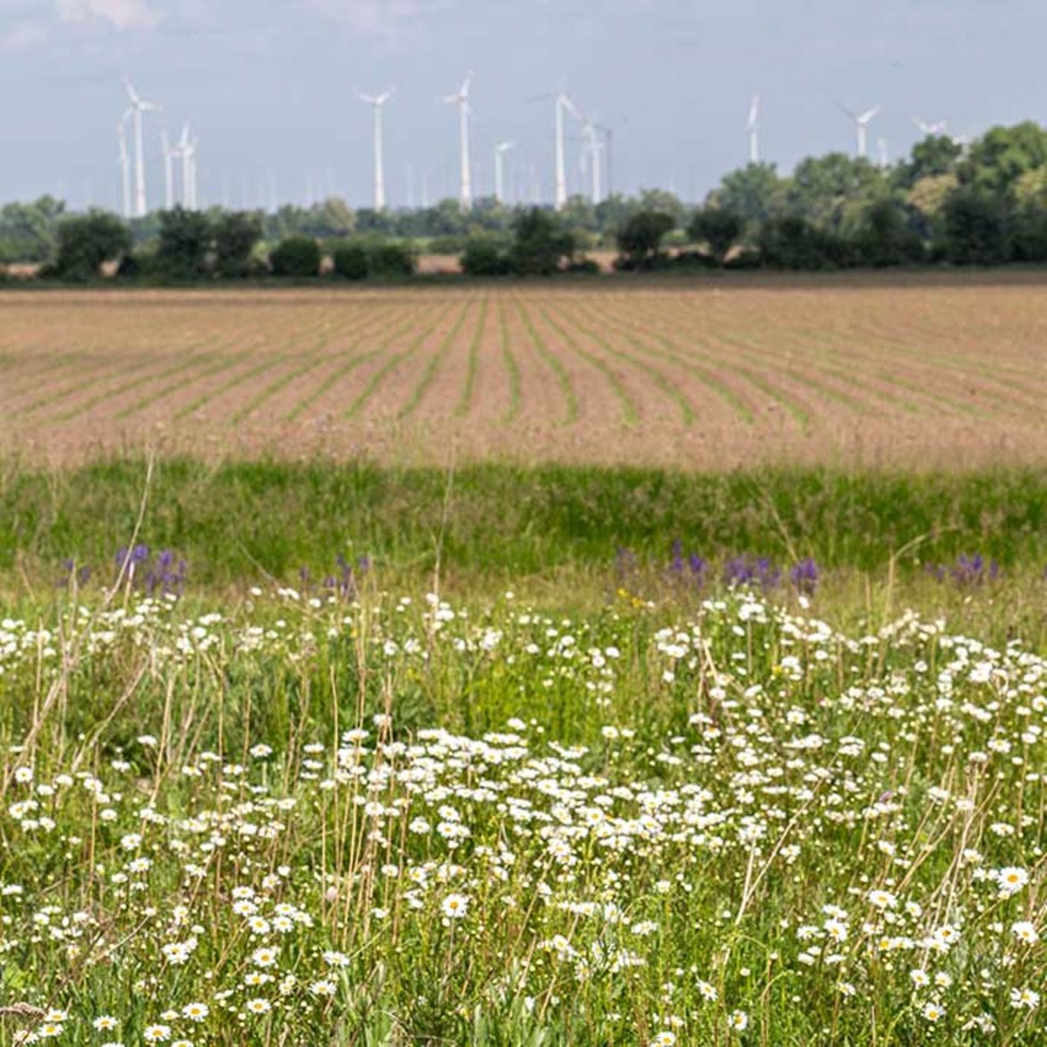 Weite Wiese mit weißen Gänseblümchen und vereinzelten violetten Blüten im Vordergrund, dahinter ein gepflügtes Feld und im Hintergrund eine Reihe von Windrädern am Horizont.