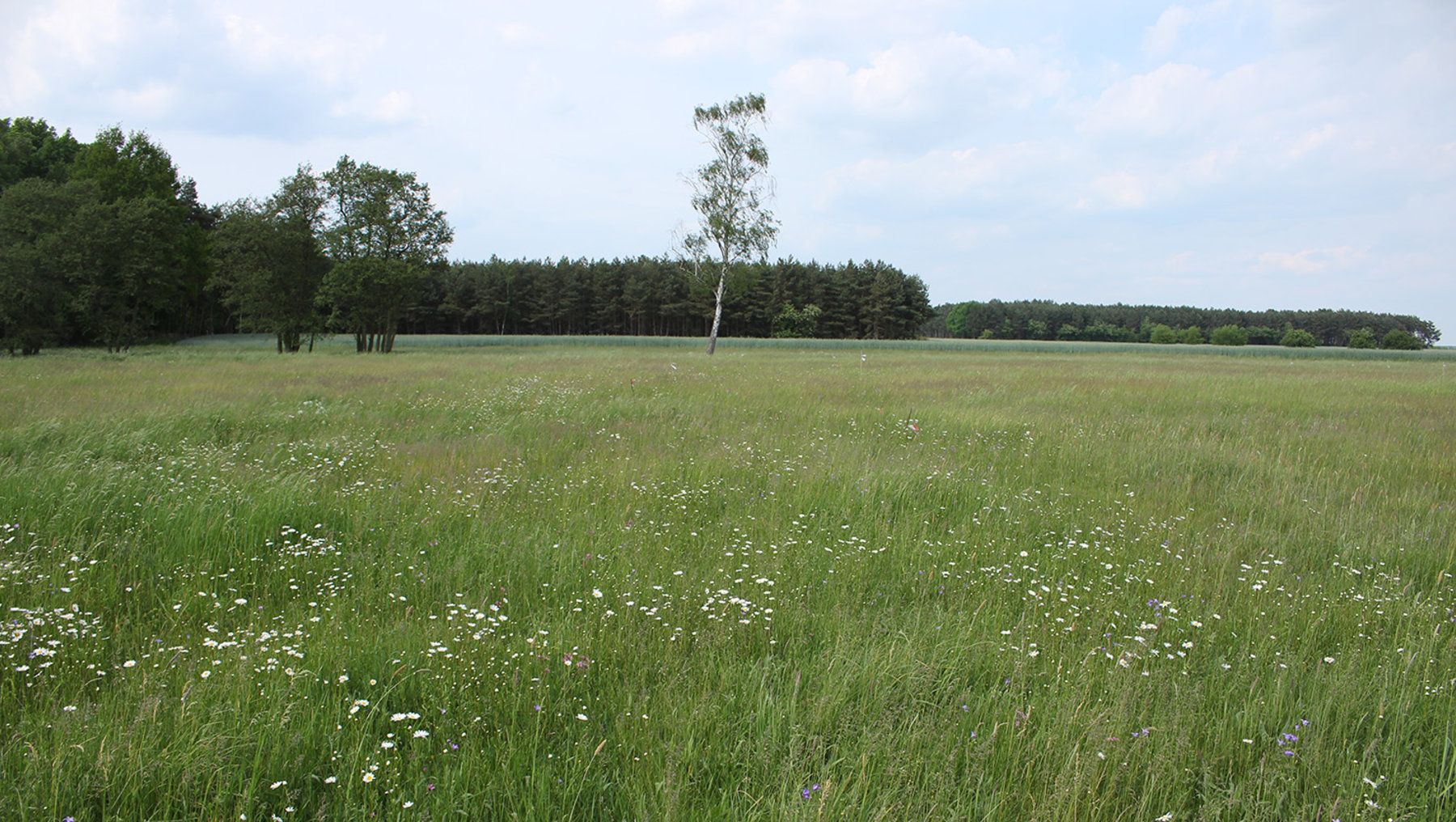 Etablierungsstreifen