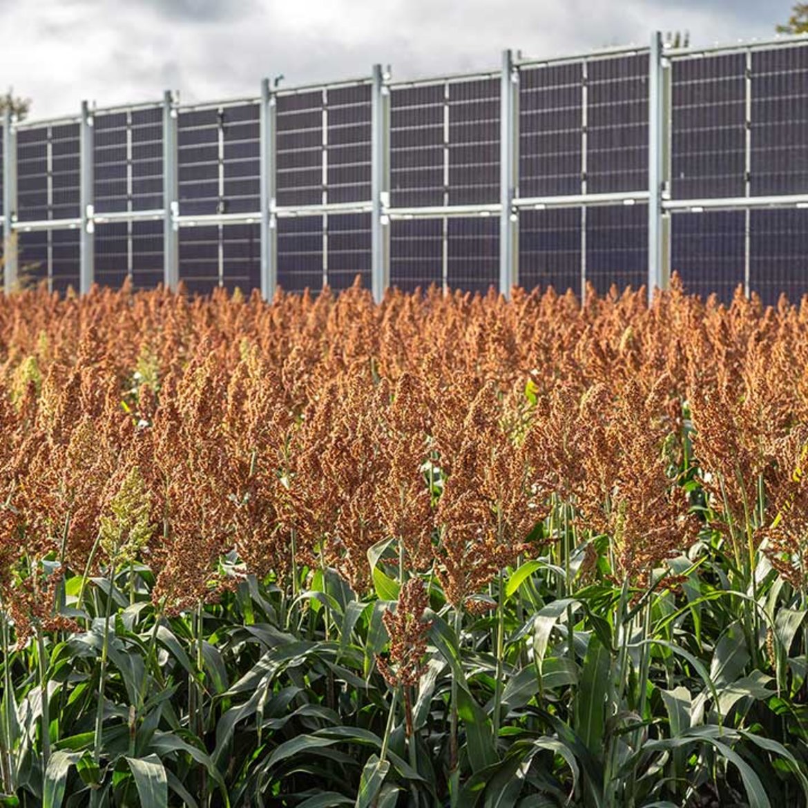 Großes Solarpanel-Array im Hintergrund mit vielen nebeneinander montierten dunklen Solarmodulen. Im Vordergrund ein Feld mit grünen Pflanzen und reifen, goldbraunen Blütenständen, die wie Fächer aussehen.