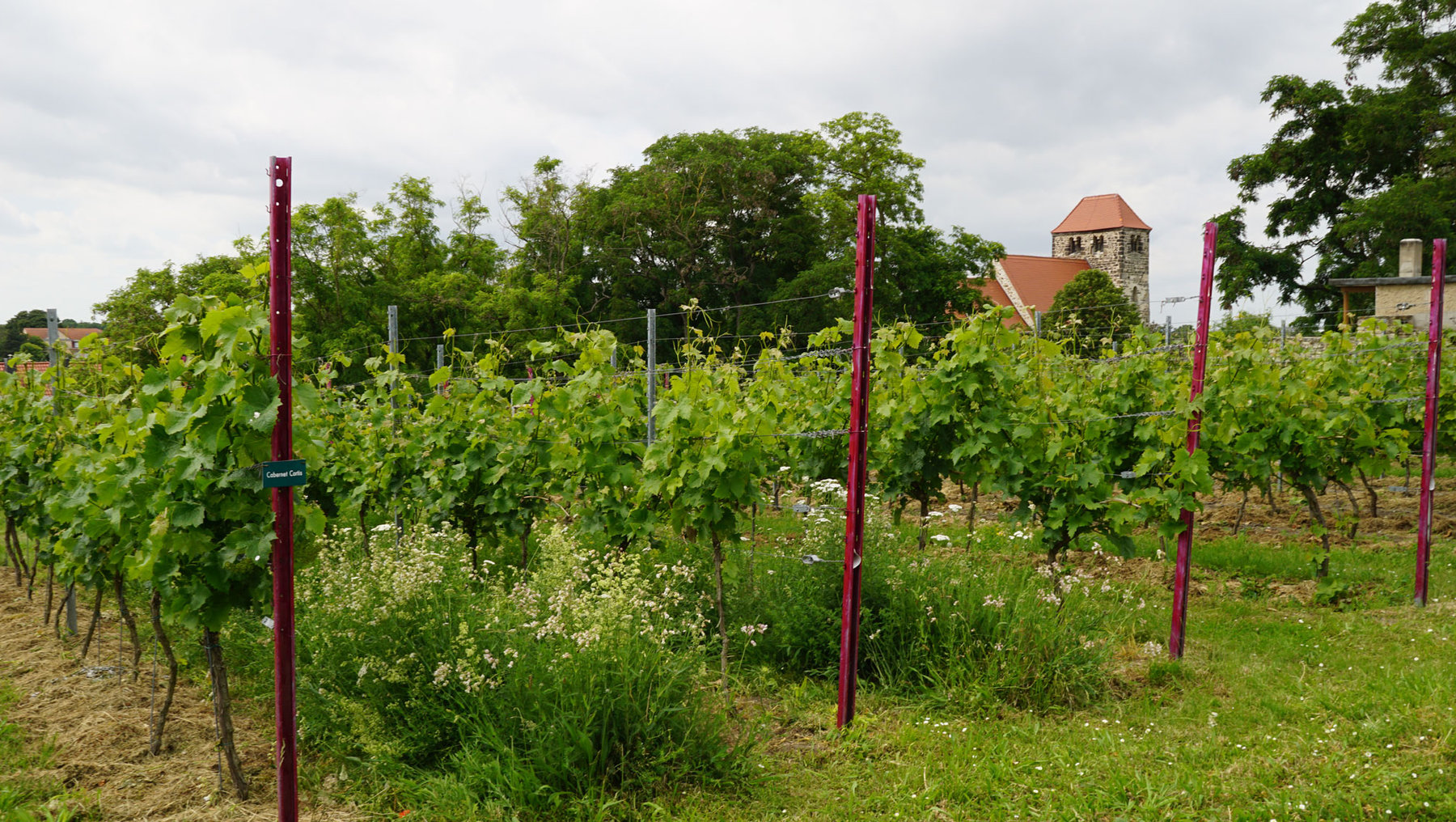 Grünes Weinberggelände mit Reben, die an roten Stützen hochklettern, im Vordergrund. Im Hintergrund eine alte Kirche mit Turm und rotem Dach.