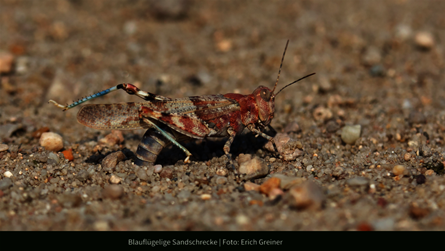 Foto zeigt Nahaufnahme von der Blauflügeligen Sandschrecke in der Oranienbaumer Heide