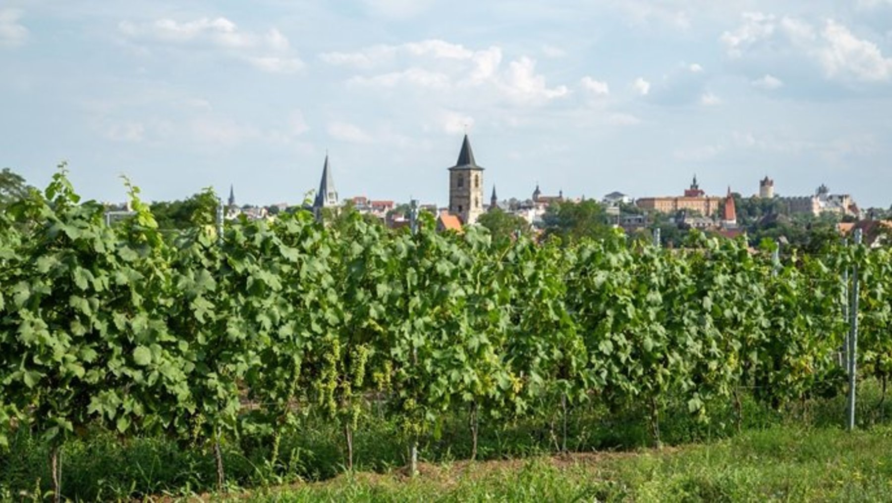 Grünes Weinberggelände mit dicht stehenden Reben im Vordergrund, im Hintergrund eine historische Stadt mit Kirchtürmen und alten Gebäuden, darunter ein markantes Turmgebäude mit spitzem Dach.