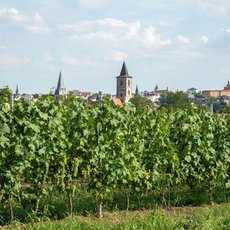 Grünes Weinberggelände mit dicht stehenden Reben im Vordergrund, im Hintergrund eine historische Stadt mit Kirchtürmen und alten Gebäuden, darunter ein markantes Turmgebäude mit spitzem Dach.