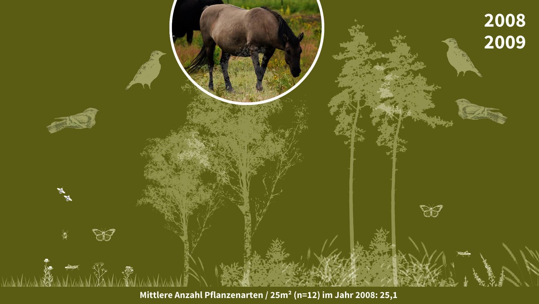 Grafik zeigt biologische Entwicklung mit Pflanzen, Insekten und Vogelarten in der Oranienbaumer Heide 2008 bis 2009