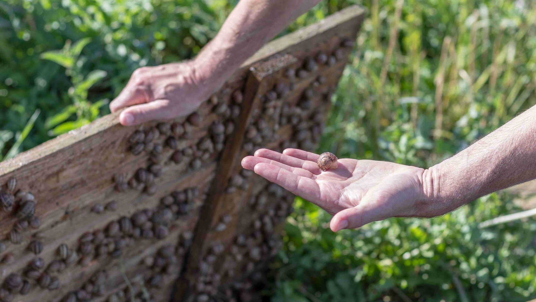 Symbolbild Transformation in der Landwirtschaft: Mann klappt eine Holzkiste auf einem Feld auf und hält Schnecke in der Hand