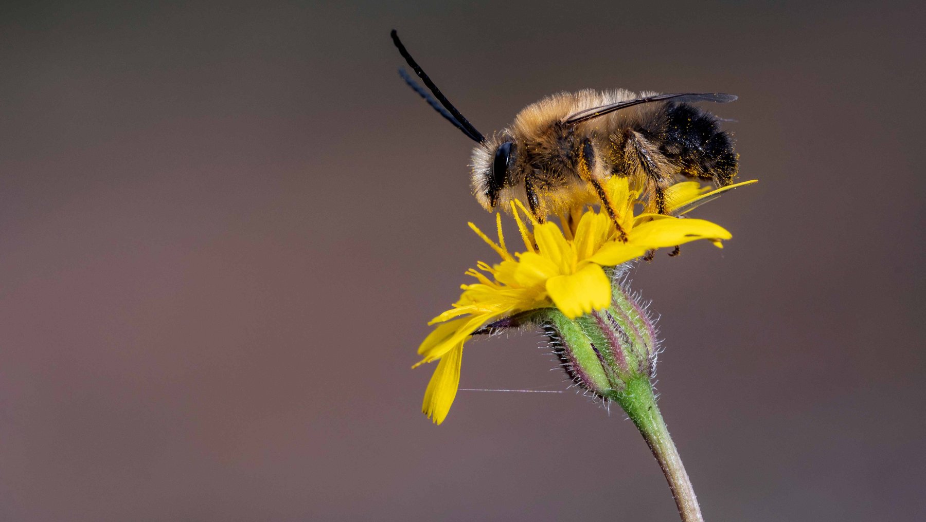 Foto mit Wildbiene an einer Blüte auf einem konventionellen Acker mit Blühstreifen verweist auf Forschung zur Agrarökologie von Prof. Dr. Christian Schmid-Egger an der Hochschule Anhalt