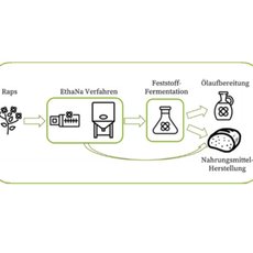 Schema zur Herstellung von Nahrungsmitteln aus Raps: Raps wird durch Ethanol-Na-Verfahren verarbeitet, anschließend fermentiert und zu Öl weiteraufbereitet, um Nahrungsmittel herzustellen.