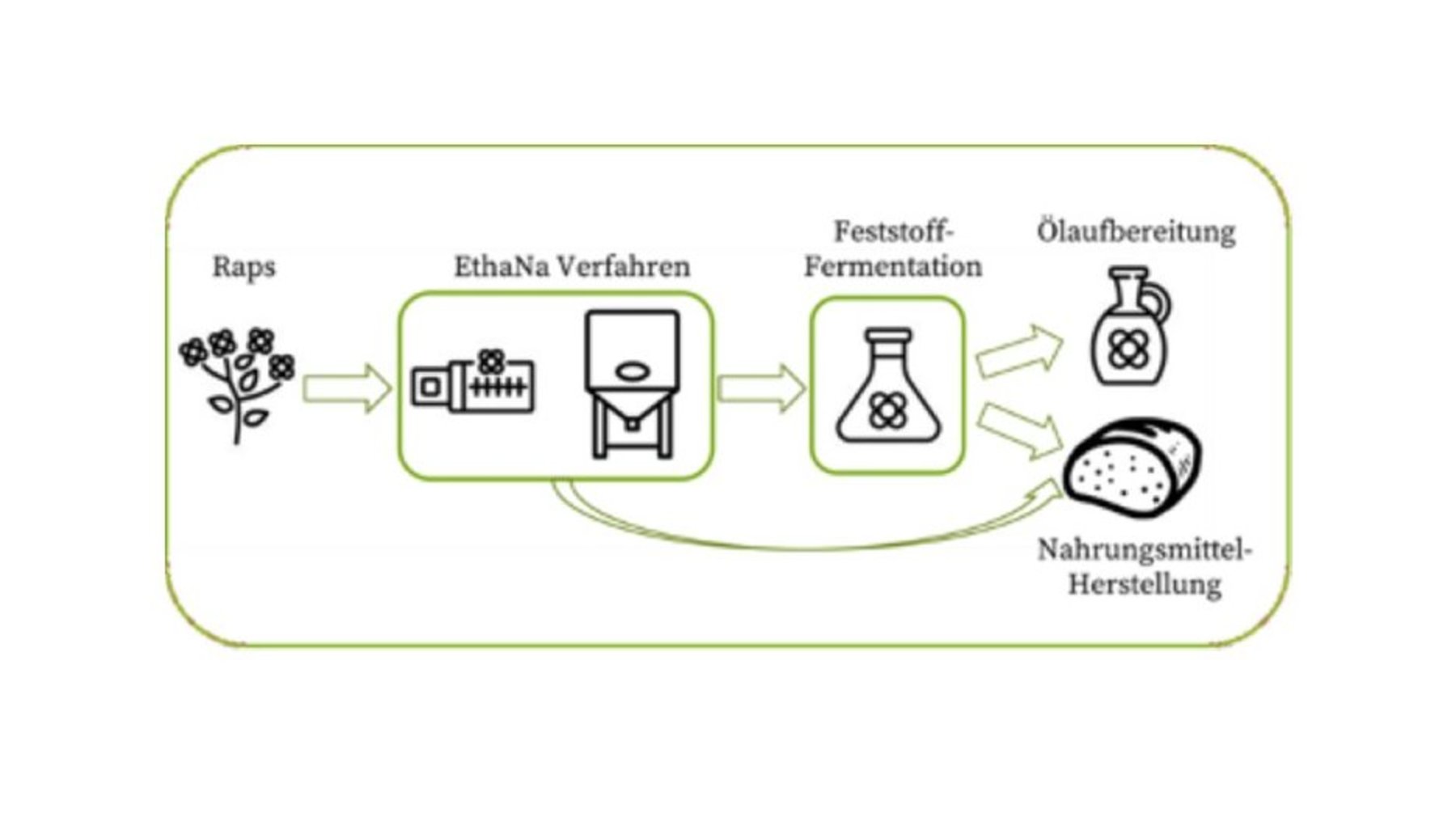 Schema zur Herstellung von Nahrungsmitteln aus Raps: Raps wird durch Ethanol-Na-Verfahren verarbeitet, anschließend fermentiert und zu Öl weiteraufbereitet, um Nahrungsmittel herzustellen.