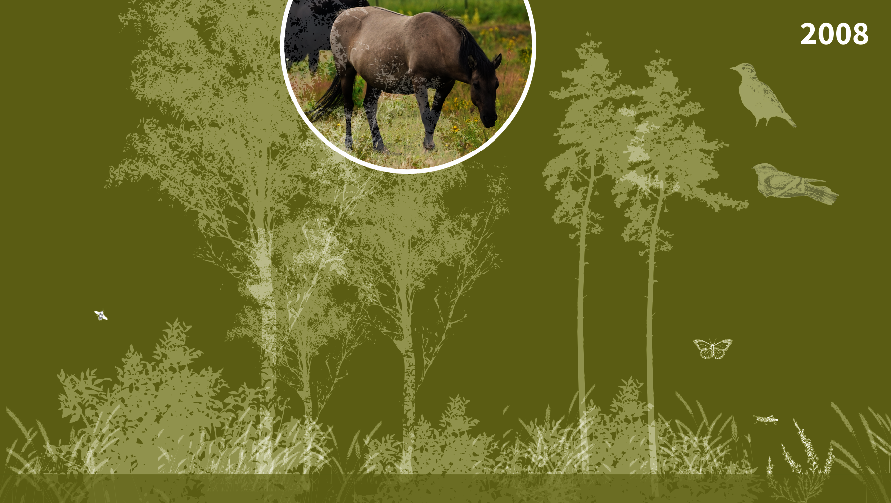 Grafik zeigt biologische Entwicklung mit Pflanzen, Insekten und Vogelarten in der Oranienbaumer Heide 2008