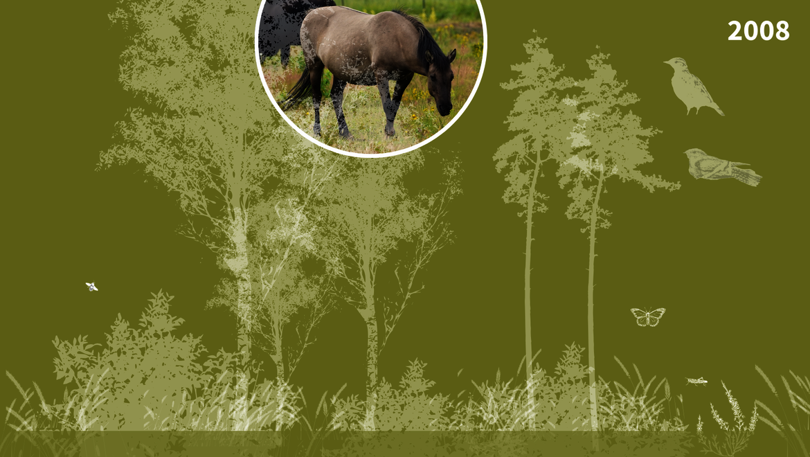 Grafik zeigt biologische Entwicklung mit Pflanzen, Insekten und Vogelarten in der Oranienbaumer Heide 2008