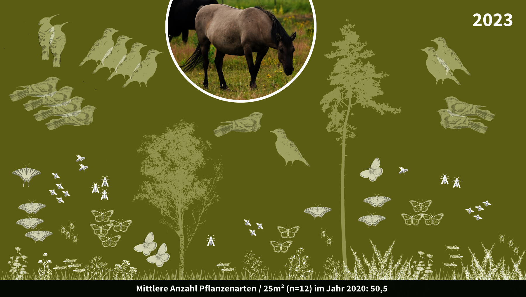 Grafik zeigt biologische Entwicklung mit Pflanzen, Insekten und Vogelarten in der Oranienbaumer Heide 2023