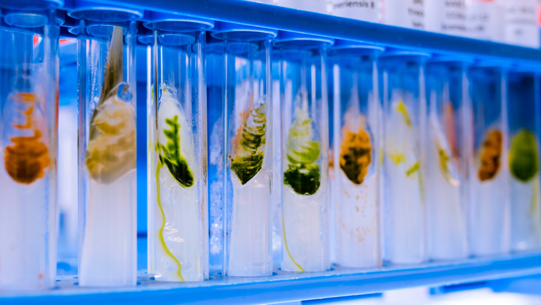 This image displays several clear test tubes on a blue rack, each containing plants at various early growth stages with small roots. The focus is on the samples within test tubes likely used for an educational or scientific observation.