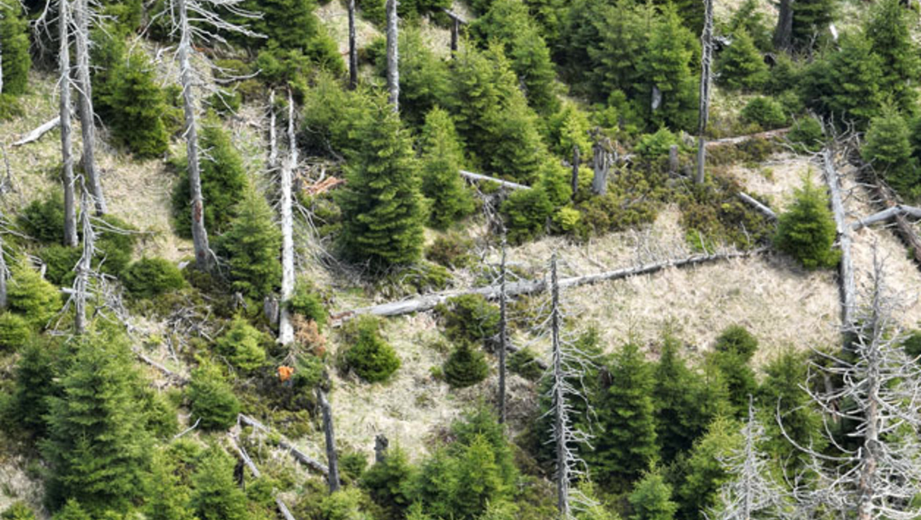 Luftaufnahme eines Waldes mit abgestorbenen und lebenden Bäumen, die unregelmäßig verteilt sind, sowie einem schmalen Pfad, der sich durch das Gelände schlängelt. Im Hintergrund dichter, grüner Baumbestand.