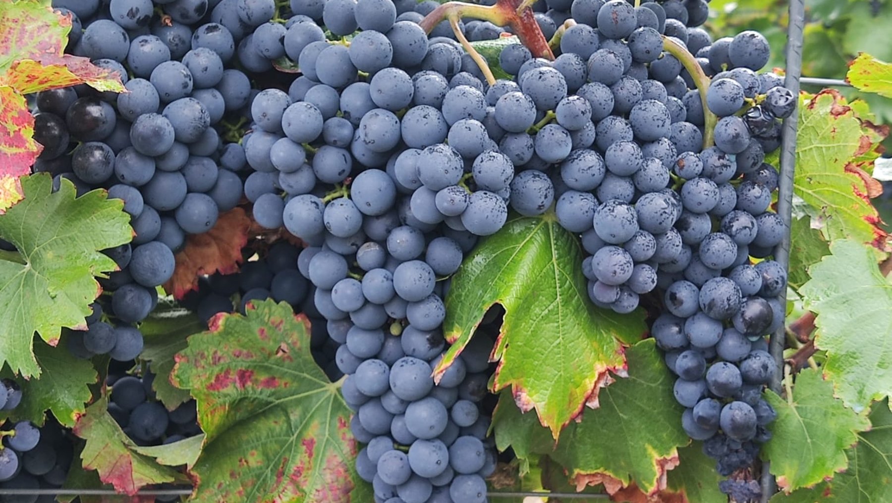 rote Weintrauben auf dem Weinberg Waladala