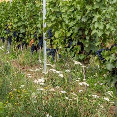 Diese Abbildung zeigt einen Weinberg mit Reben, die reife, dunkle Weintrauben tragen. Die Pflanzen sind in Reihen mit Grünpflanzen und Blüten dazwischen gepflanzt.