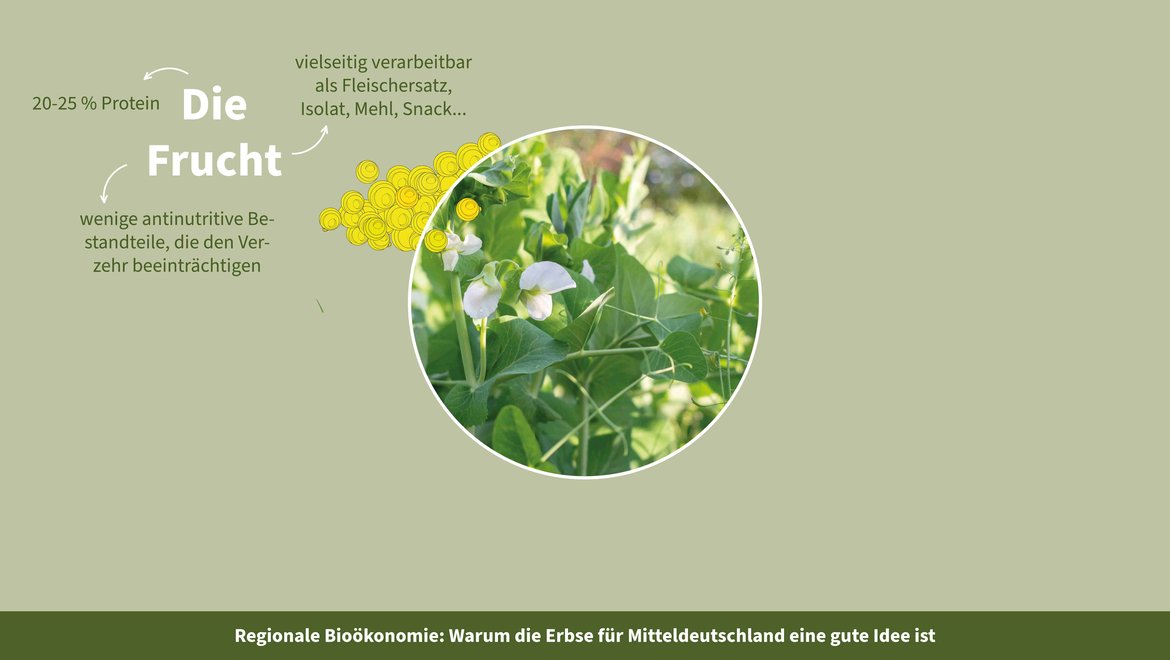 Grafik zur Bioökonomie in Mitteldeutschland zeigt Erbsenpflanze und die Vorteile der Frucht