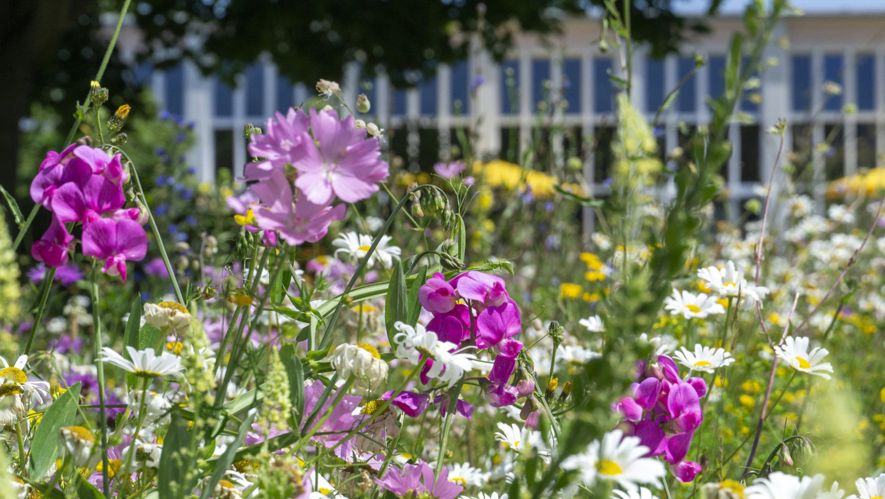 Bunte Blumenwiese mit lila Blüten in Vordergrund, umgeben von weißen Gänseblümchen und gelben Blüten, im Hintergrund ein helles Gebäude mit Säulen und Geländer.