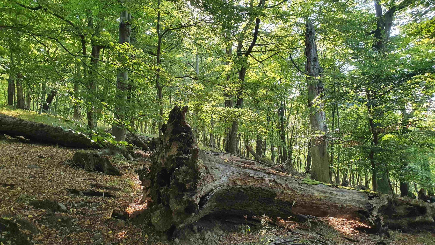 Ein umgestürzter Baumstamm liegt im lichten Waldboden zwischen dichtem, grünem Laubwald mit hohem Baumbestand, umgeben von moosbedeckter Erde und herabgefallenem Geäst.