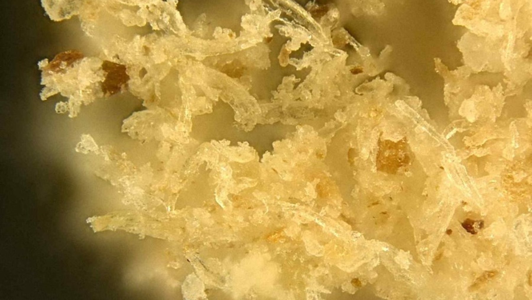 Mikroskopische Aufnahme von Hagebuttenmehlpartikeln zeigt hell gelbe, kristalline Strukturen. Die Skala zeigt eine Länge von 50 Mikrometern an.